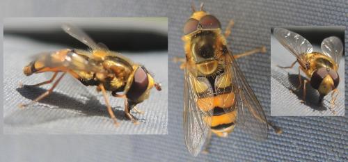 Réf. 352 186 : Eupeodes latifasciatus